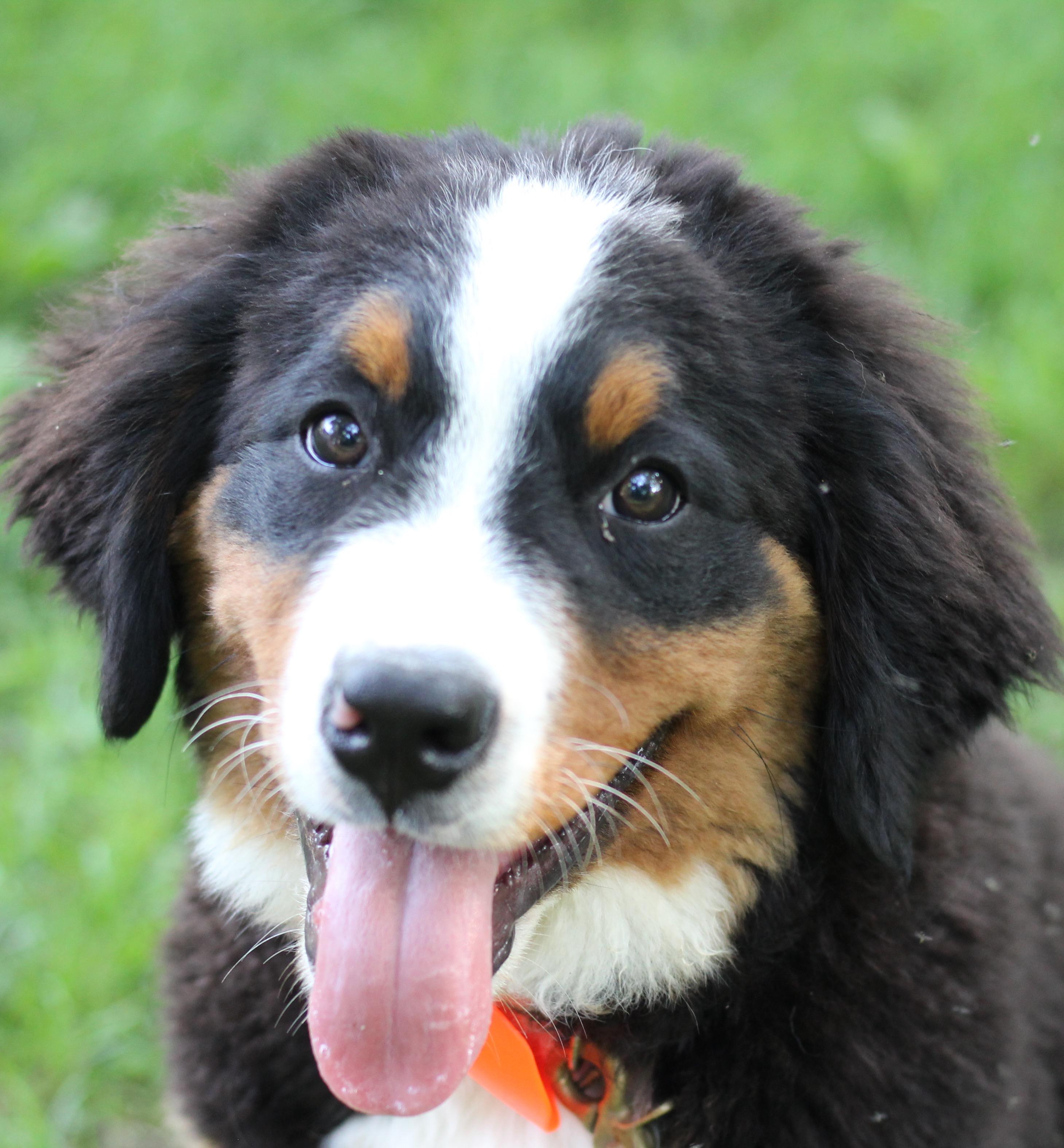 Mini Bernedoodles